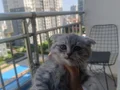 Tatlı ve Oyuncu Kedi Sahibini Arıyor