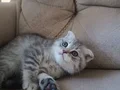 Tatlı ve Oyuncu Kedi Sahibini Arıyor