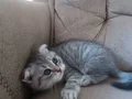 Tatlı ve Oyuncu Kedi Sahibini Arıyor