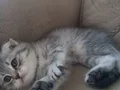 Tatlı ve Oyuncu Kedi Sahibini Arıyor