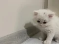 British longhair 