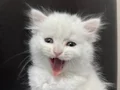British longhair 