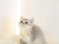 Nadir ırk cy12 kod british shorthair blue golden