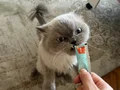 Temas bağımlısı bir bebiş . Ömürlük sahibini arıyor..????
