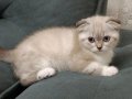 Scoottish Fold dişi kedi(cüzi bir miktar)