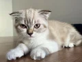 Scoottish Fold dişi kedi(cüzi bir miktar)