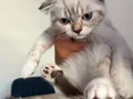 Scoottish Fold dişi kedi(cüzi bir miktar)