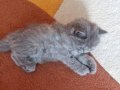 Çok Uysal 3 beyaz,1 siyahlı grili ve 1 tane gri yavrulamız.