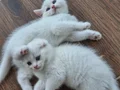 Çok Uysal 3 beyaz,1 siyahlı grili ve 1 tane gri yavrulamız.