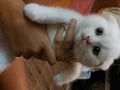 Çok Uysal 3 beyaz,1 siyahlı grili ve 1 tane gri yavrulamız.
