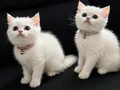 PAMUK VE ŞEKER  YENİ YUVASINI ARIYOR