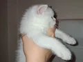 Lynx Point British Shorthair