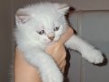 Lynx Point British Shorthair
