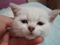 Lynx Point British Shorthair