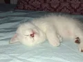 Lynx Point British Shorthair