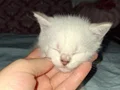 Lynx Point British Shorthair