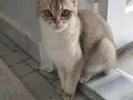 9 aylık dişi oyuncu 