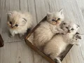 british Chocolate  4 adet yavru kedi 