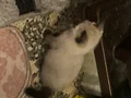 Gözümü arkada bırakmayacaksevecen ailelerle irtibat