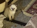 Gözümü arkada bırakmayacaksevecen ailelerle irtibat