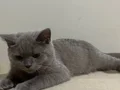 4 aylık çook akıllı erkek yavru