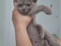 2 aylık british kedi 