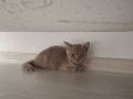 2 aylık british kedi 