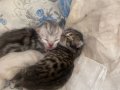 yavrularım henüz 5 günlük. 3 tanesini vermeyi düşünüyorum