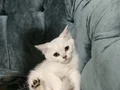 Orjinal ırk asil kan sağlıklı yavrularım yeni yuvasını arıyo
