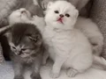 Baba BritishLonghair anne scottish fold longhair yavruları .