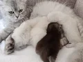 Baba BritishLonghair anne scottish fold longhair yavruları .