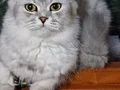 Baba BritishLonghair anne scottish fold longhair yavruları .