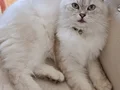Baba BritishLonghair anne scottish fold longhair yavruları .