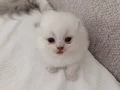 Baba BritishLonghair anne scottish fold longhair yavruları .