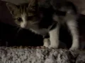 Yavru Tekir Kedi