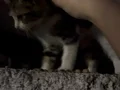 Yavru Tekir Kedi