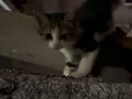 Yavru Tekir Kedi