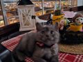 2 AYLIK BRİTİSH SHORTHAİR YAVRUM