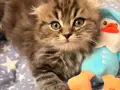 Yavru 3 aylık scottish fold