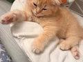 Yavru 3 aylık scottish fold
