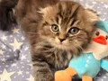 Yavru 3 aylık scottish fold