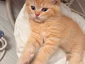 Yavru 3 aylık scottish fold
