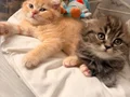 Yavru 3 aylık scottish fold