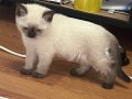 British shorthair bluepoint 2 aylık