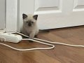 British shorthair bluepoint 2 aylık