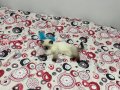 British shorthair bluepoint 2 aylık