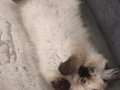 ragdoll yavru