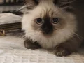 ragdoll yavru
