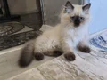 ragdoll yavru