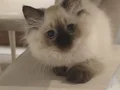 ragdoll yavru